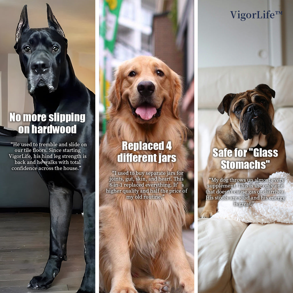 Advanced Hip & Joint Support — Daily Soft Chews for Easier Movement - My Store