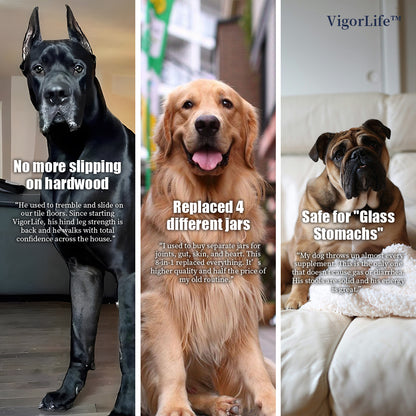 Advanced Hip & Joint Support — Daily Soft Chews for Easier Movement - My Store