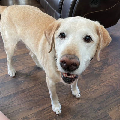 “After about 10 days, his stools finally became normal and consistent.That alone made this worth it.”