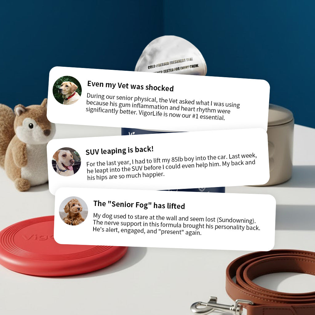 Advanced Hip & Joint Support — Daily Soft Chews for Easier Movement - My Store