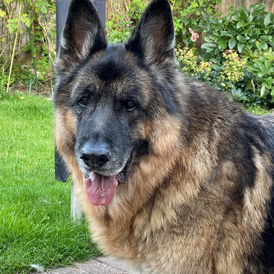 “I was skeptical at first, but the 90-day money-back guarantee made it easy to try. Now it’s part of our routine.”