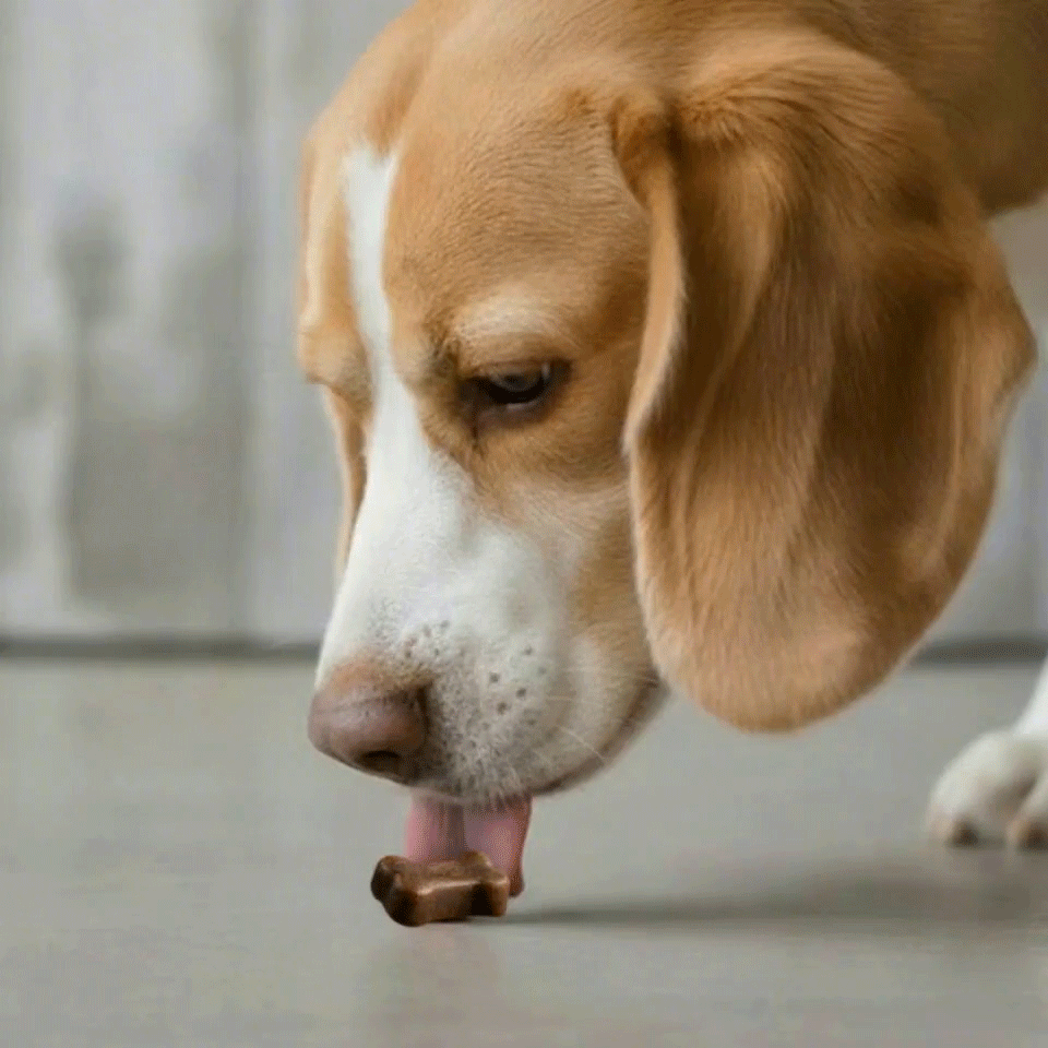 Advanced Hip & Joint Support — Daily Soft Chews for Easier Movement - My Store